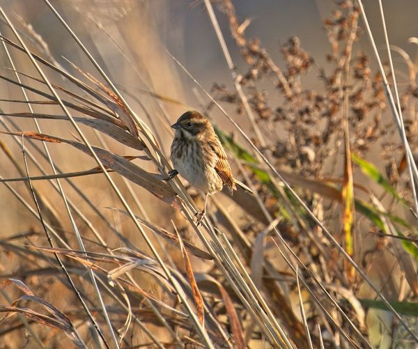Close-up of bird perching on plant