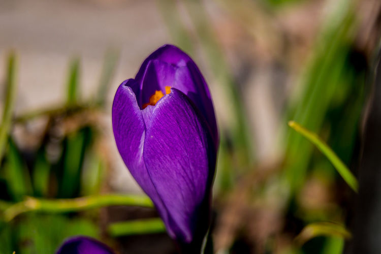 Close-up of purple crocus flower on field