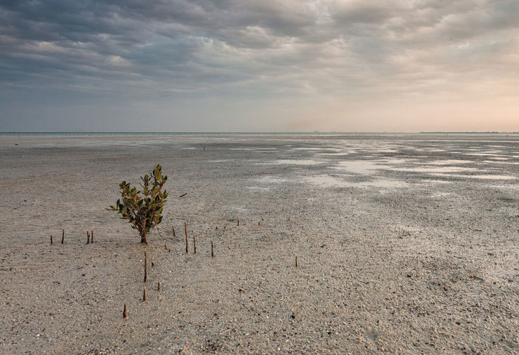 Scenatic view of mangrove plant in shallow sea water