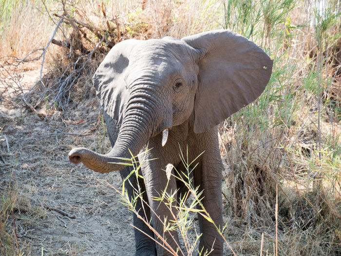 Elephant in a field