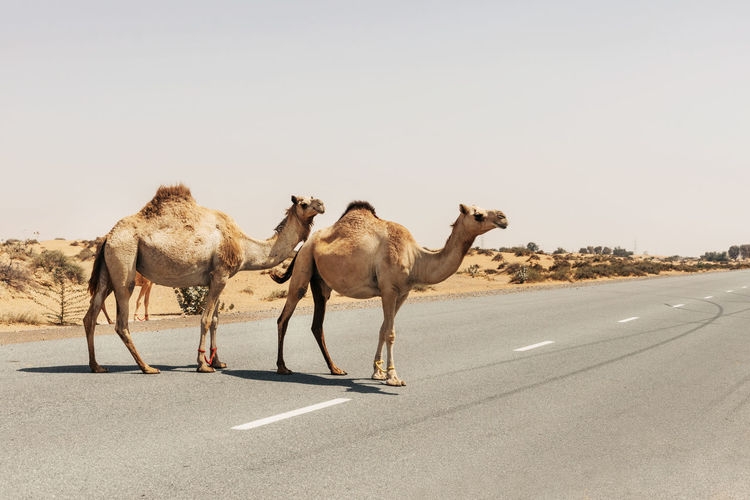 A herd of domesticated one-humped arab camels crossing the road, dubai united arab emirates