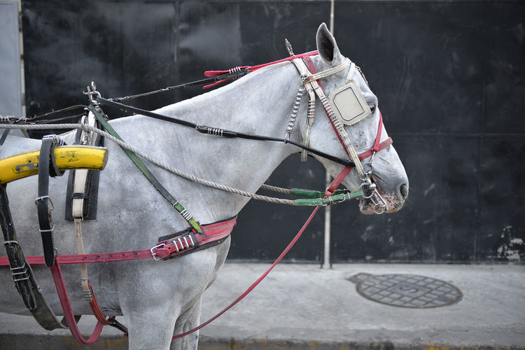 Horse wearing carriage bridle