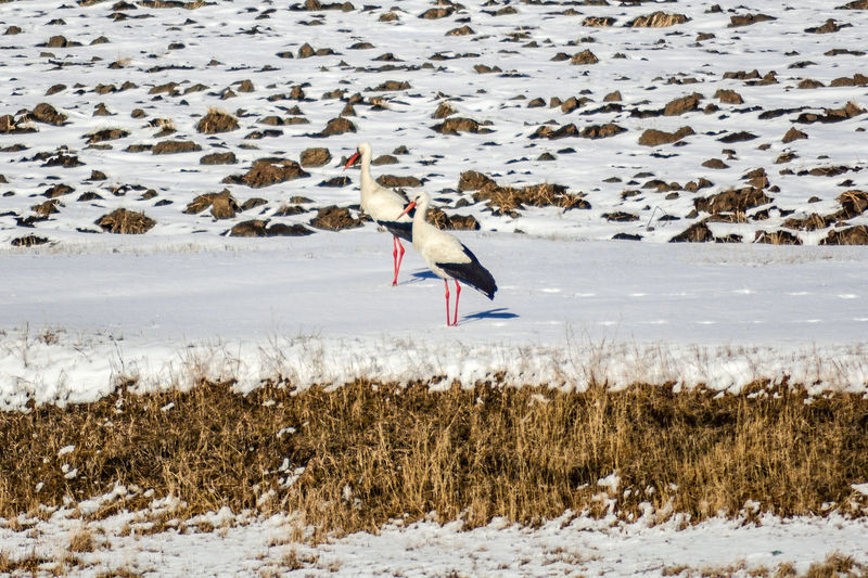 Bird flying over snow covered land