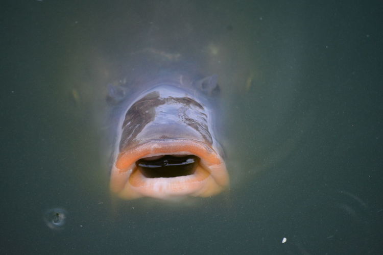 One fish with their mouth open out of the water