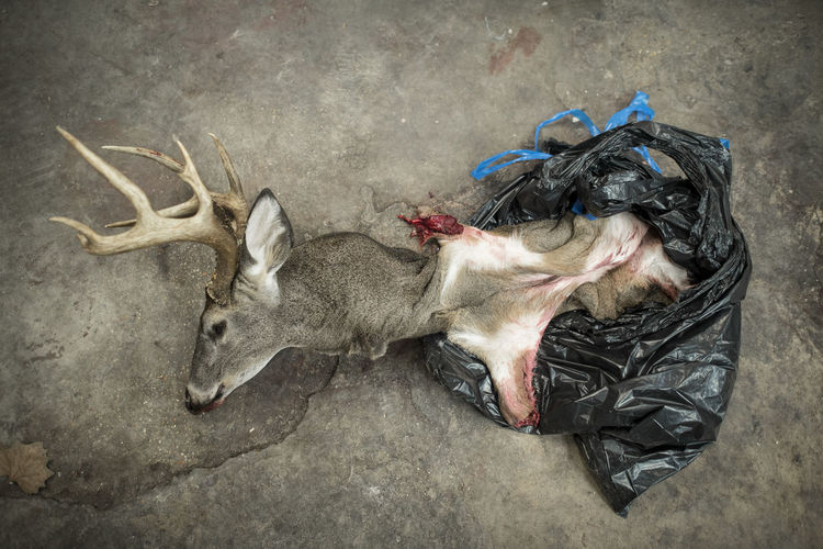 The bust of a dead deer coming out of a plastic bag.