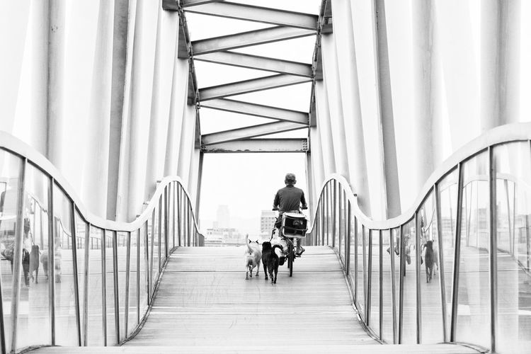 Rear view of person cycling on bridge