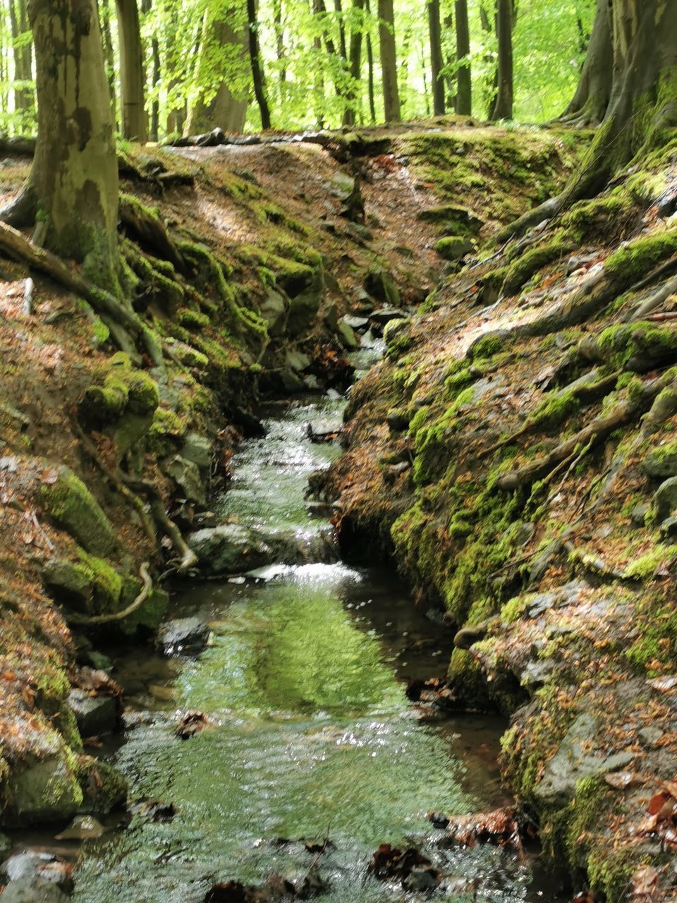 STREAM FLOWING AMIDST ROCKS IN FOREST