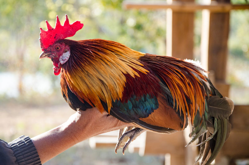 Cropped hand holding rooster at farm