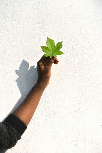 Shadow of man holding leaf on wall