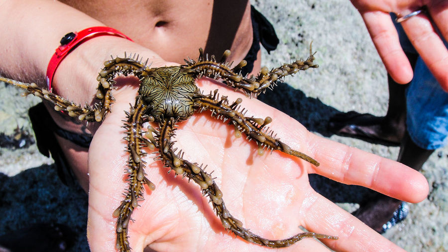 Midsection of woman holding brittle sea star at beach