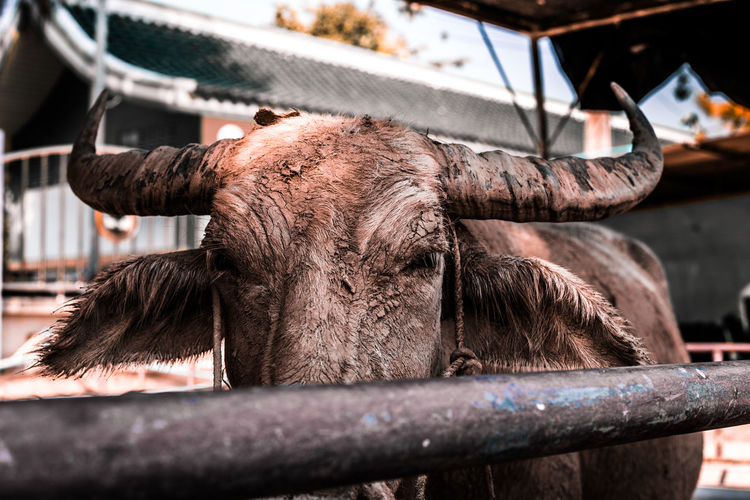 Close-up of a buffalo