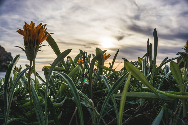 Close-up of flowering plants on field against sky