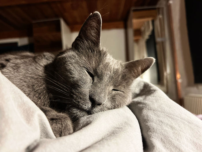 cat