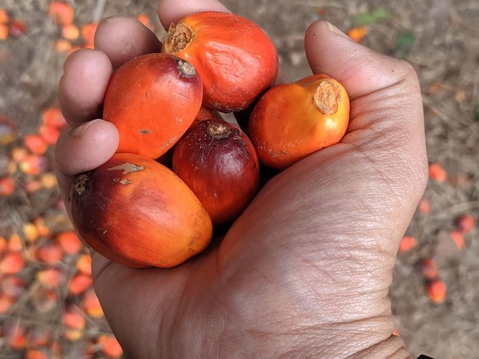 Close-up of hand holding palm oil fruit 