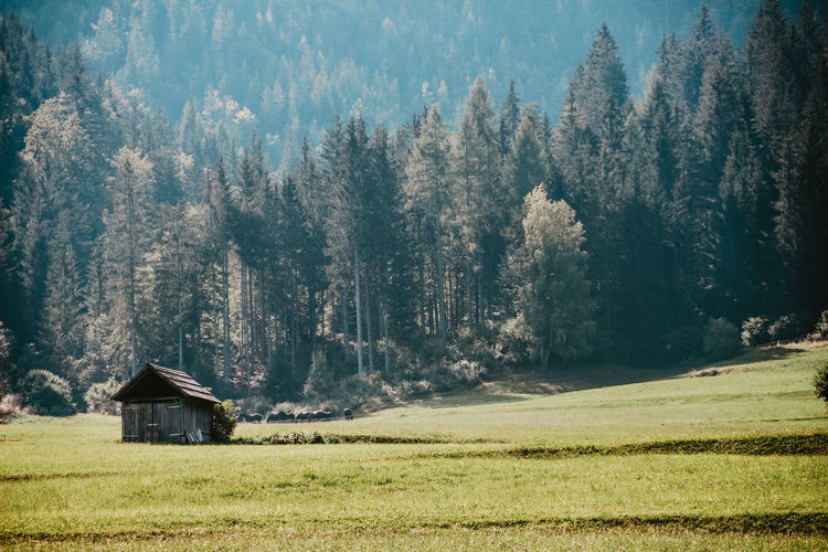View of trees in field and a house 