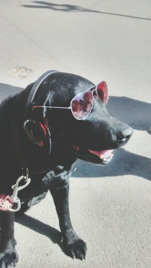 Close-up of dog