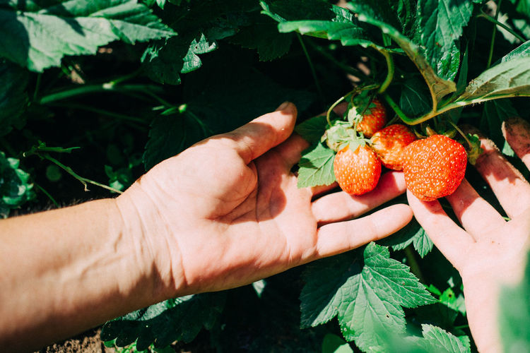 Cropped hands picking strawberries at farm
