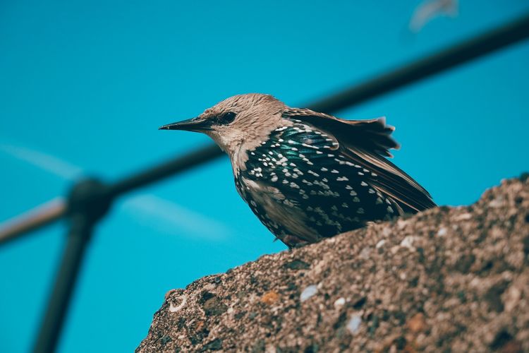 Low angle view of starling perching against blue sky
