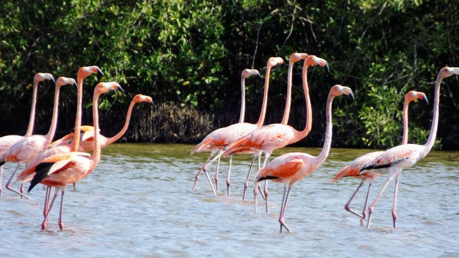 Flamingoes in lake against trees