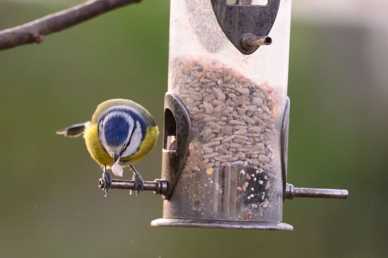 Close-up of bluetit perching on bird feeder