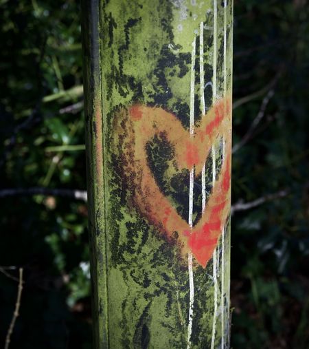 Close-up of heart shape on tree trunk