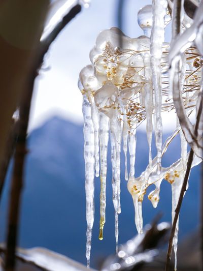 Close-up of icicles hanging against sky during winter