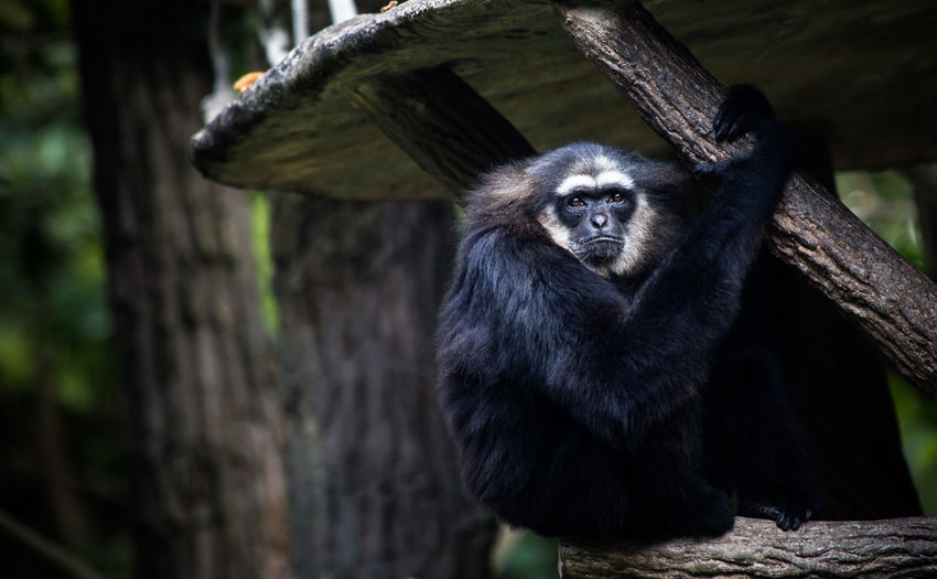 Low angle view of agile gibbon sitting on wood