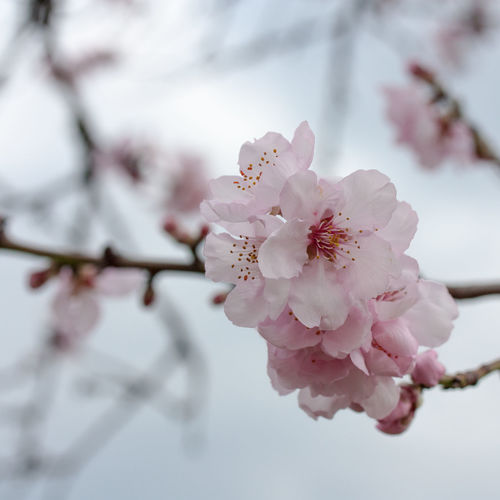 Close-up of pink cherry blossom