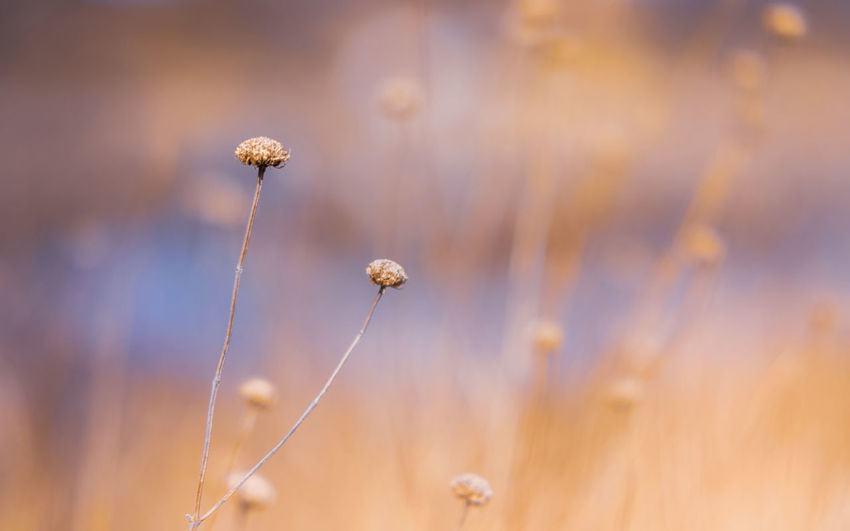 Close-up of flowering plant on field