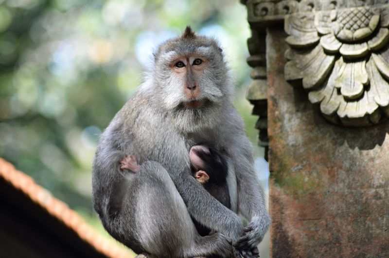 Portrait of monkeys