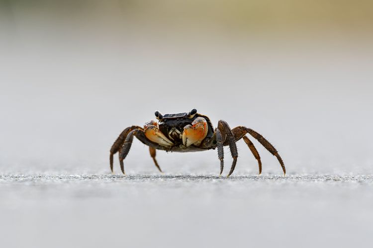 Crab in outdoor