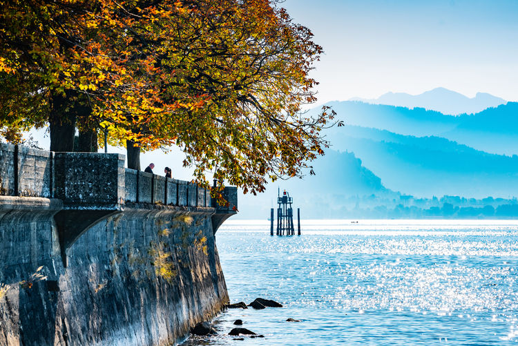 Tree by sea against sky during autumn