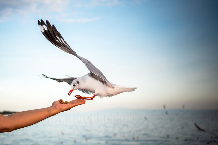 White seagull with red mouths and feet, eating food in people's hands, 