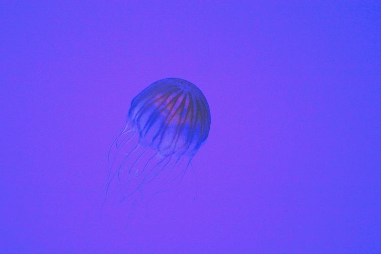 View of jellyfish swimming in sea