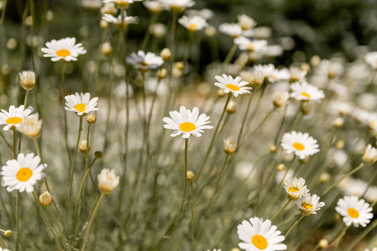 Beautiful gerbera daisy flowers growing in field in spring or summer