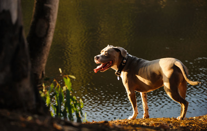 Profile view of hunting dog standing at lakeshore