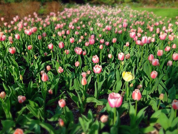 Close-up of white tulips blooming in field