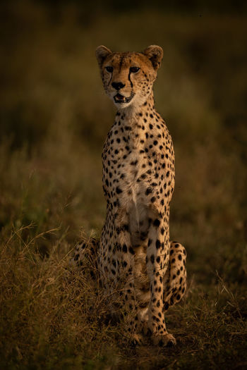 View of cheetah siting on field