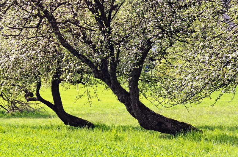 View of cherry tree on field
