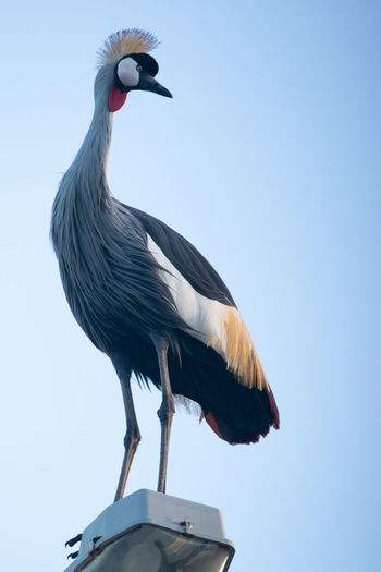 A crowned crane, or mahem, on a lamp post