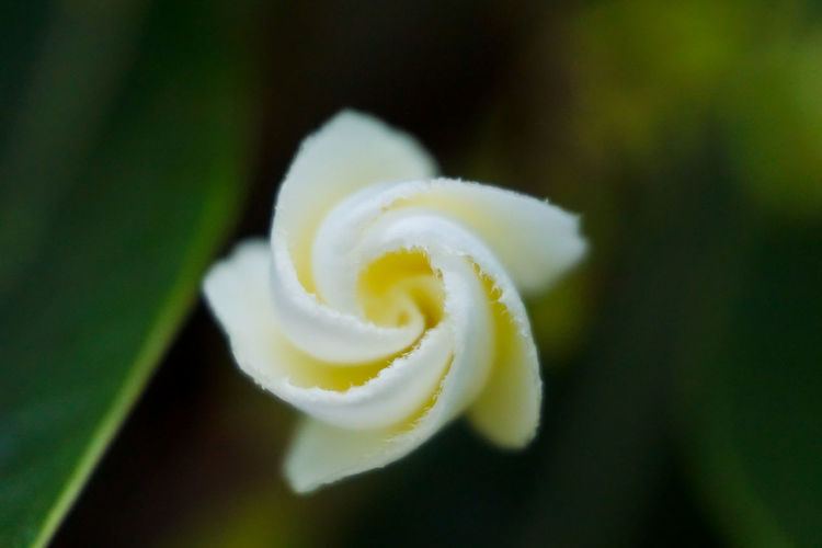 Close-up of spiral white frangipani flower  bud