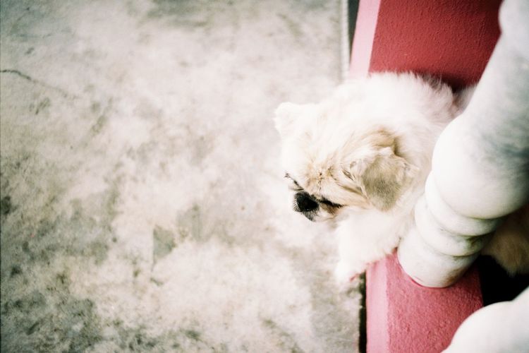 Close-up of cute dog