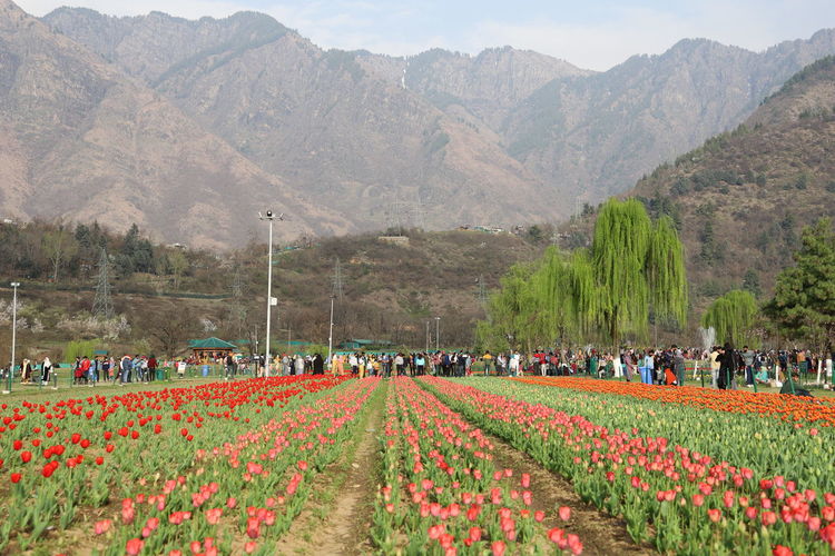Group of people on field by mountains, tulip garden srinagar kashmir spring 2021