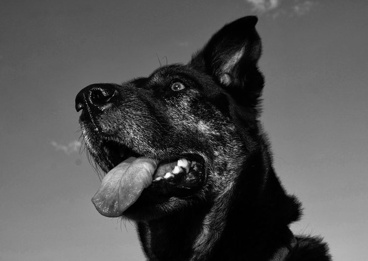 Close-up of dog against sky