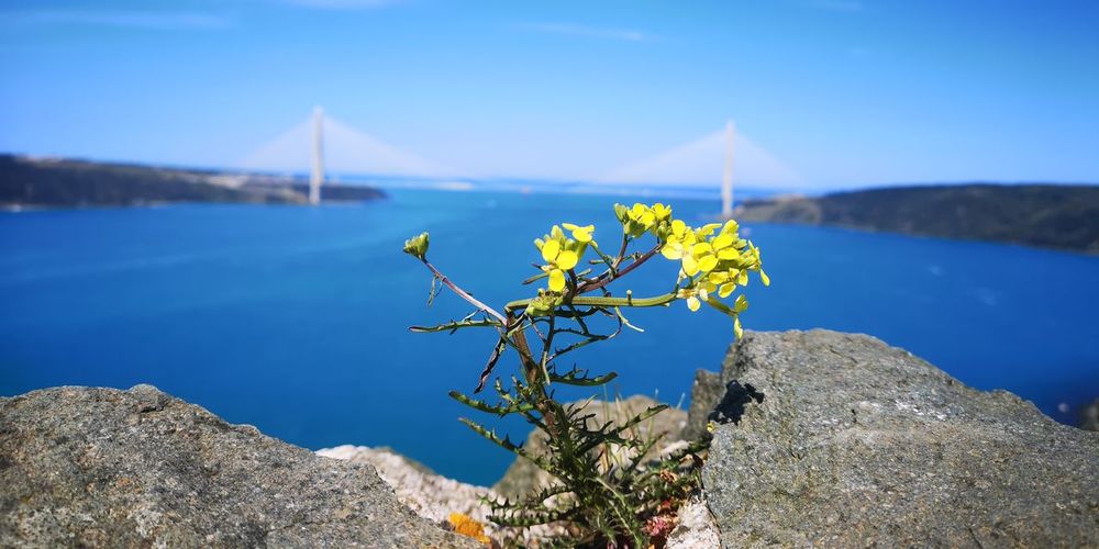Plant by sea against sky