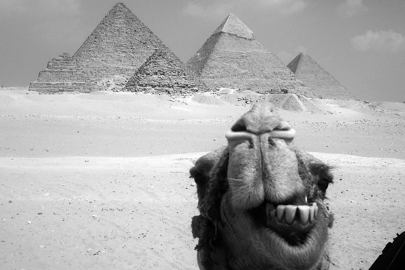 Close-up of horse against sky