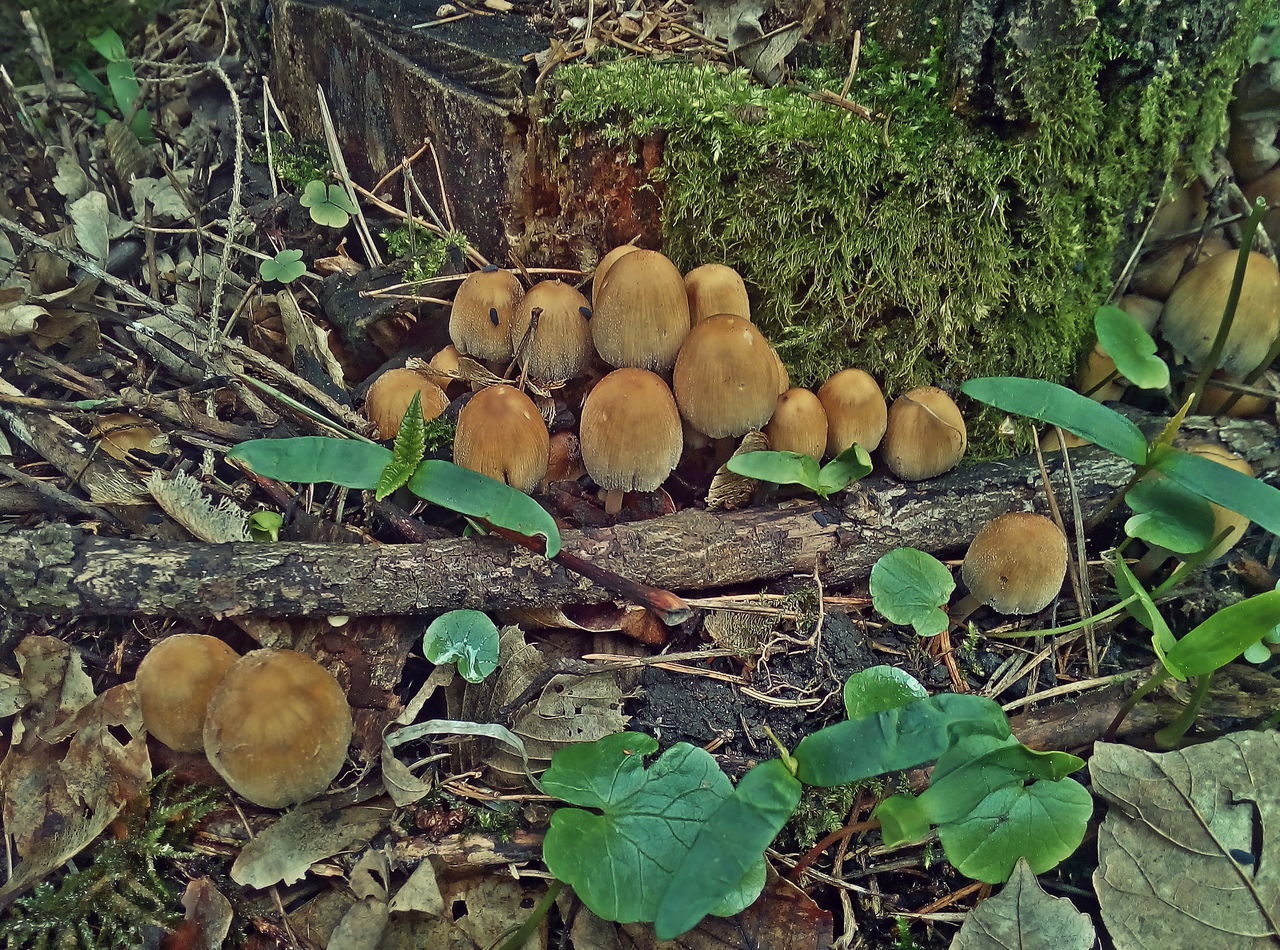CLOSE-UP OF MUSHROOMS GROWING ON PLANT