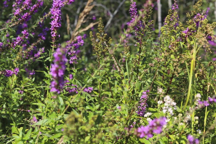 Purple loosestrife wildflowers in bloom