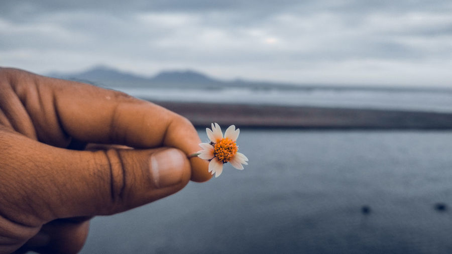 Close-up of hand holding flower against sea and sky