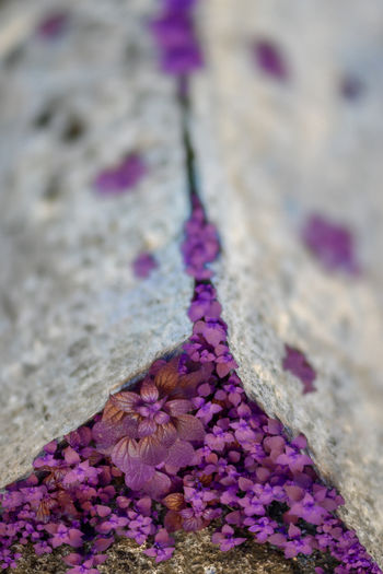 High angle view of purple plants by rock